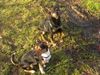 Ratero Foto: Fenris und Jarpo (ID 19125) Ratero Hund