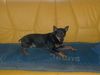 Ratero Foto: Jarpo (ID 19126) Ratero Hund