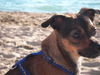 Ratero Foto (ID 37010) Ratero Hund