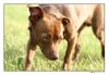 Ratero Foto: Rocky mit 1 Jahr beim Berlin-Ausflug (ID 13048) Ratero Hund