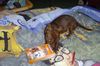 Ratero Foto: Rocky mit 3 Monaten (ID 12192) Ratero Hund