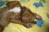 Ratero Foto: Mein Rocky ist ein waschechter Ratero de Peruano (und ein Frechdachs) (ID 12018) Ratero Hund