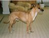 Ratero Foto: Ratero Rüde SALOMON 7 Jahre (ID 39264) Ratero Hund