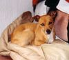 Ratero Foto: Salomon Rüde 6 Jahre (ID 22528) Ratero Hund