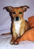 Ratero Foto: Salomon Ratero Rüde 6 Jahre (ID 22529) Ratero Hund