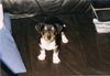 Ratero Foto: Fenris (ID 6835) Ratero Hund