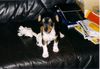 Ratero Foto: Fenris (ID 6836) Ratero Hund
