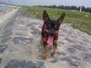 Ratero Foto: Rambo am Rhein (ID 25073) Ratero Hund