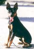 Ratero Foto (ID 2404) Ratero Hund