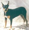 Ratero Foto (ID 2407) Ratero Hund
