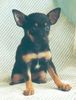 Ratero Foto (ID 2408) Ratero Hund