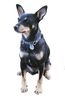 Ratero Foto (ID 2971) Ratero Hund