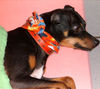 Ratero Foto: Ich bin sammy,ein Ratero aus Mallorca (ID 25644) Ratero Hund