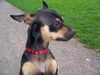 Ratero Foto: Rambo träumt (ID 24562) Ratero Hund