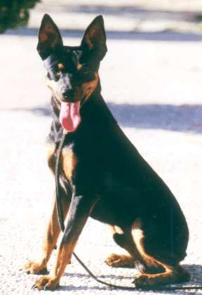 Ratero Hunde Foto 2404 Ratero
