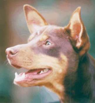 Ratero Hunde Foto 2405 Ratero