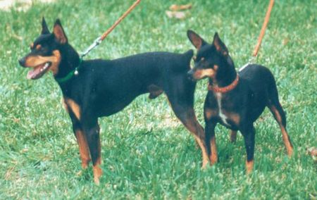 Ratero Hunde Foto 2406 Ratero