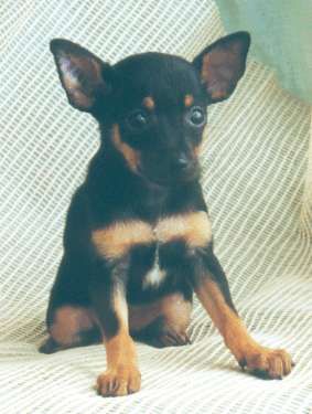 Ratero Hunde Foto 2408 Ratero