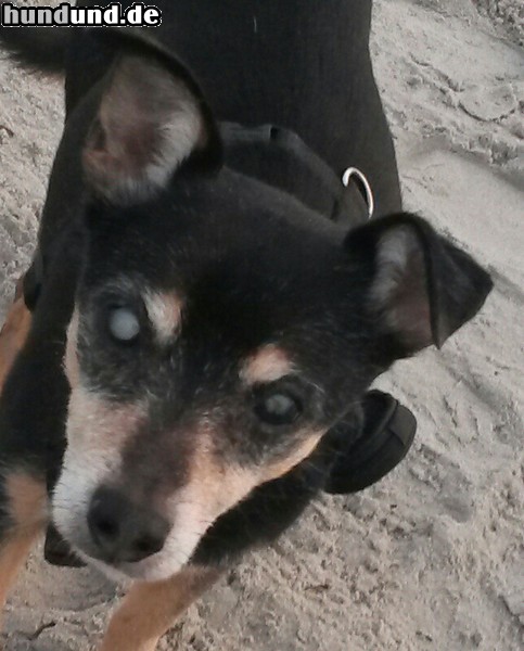 Ratero Hunde Foto 47339 Ratero Mein Ratero aus Mallorca, 15.5 Jahre alt. Diabetiker, sonst top fit und ein toller Hund
