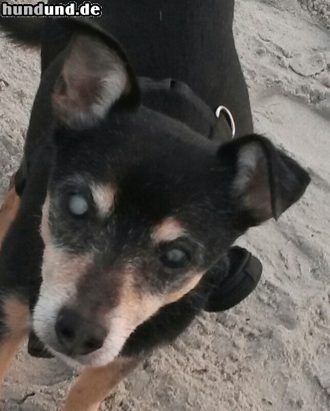 Ratero Mein Ratero aus Mallorca, 15.5 Jahre alt. Diabetiker, sonst top fit und ein toller Hund