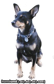 Ratero Hunde Foto 2971 Ratero
