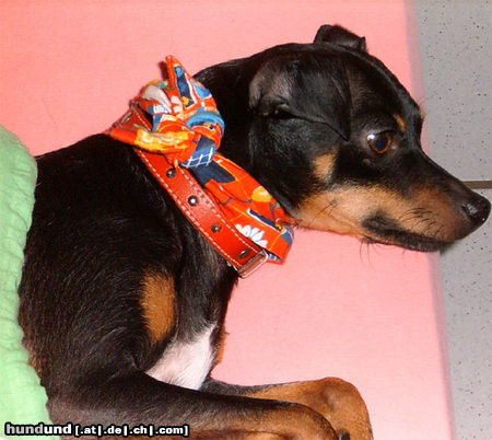 Ratero Hunde Foto 25644 in höherer Auflösung ansehen Ratero Ich bin sammy,ein Ratero aus Mallorca
