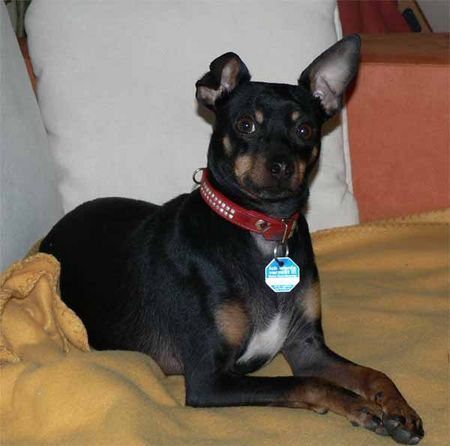 Ratero Hunde Foto 30481 in höherer Auflösung ansehen Ratero Diese Hunde sind äußerst klug gelehrig und voll auf den Menschen bezogen. eine ganz tolle Rasse. Mein Sammy kommt von Mallorca.