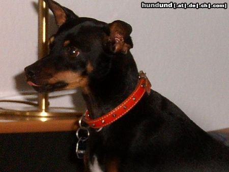 Ratero Hunde Foto 25648 in höherer Auflösung ansehen Ratero Ich bin Sammy,ein Ratero aus Mallorca