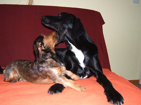 Rauhhaardackel (Zwergdackel) Hunde Foto 34584 in höherer Auflösung ansehen Rauhhaardackel (Zwergdackel) Nike und Paulchen