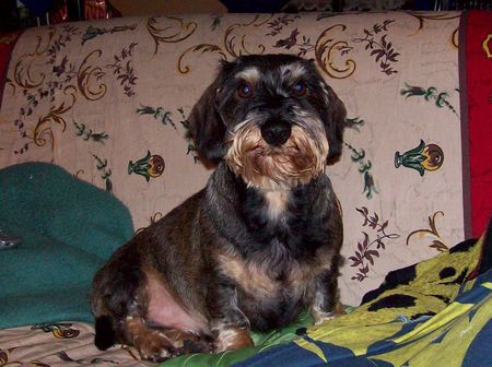 Rauhhaardackel (Zwergdackel) Hunde Foto 41810 in höherer Auflösung ansehen Rauhhaardackel (Zwergdackel) Unser Liebling Poldi.