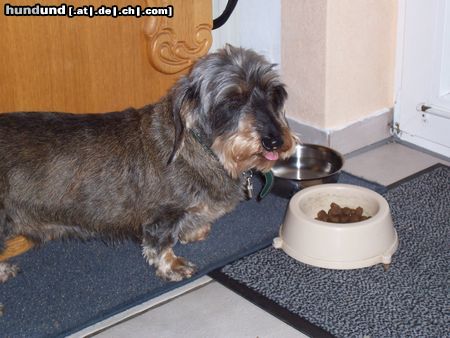 Rauhhaardackel (Zwergdackel) Hunde Foto 19811 in höherer Auflösung ansehen Rauhhaardackel (Zwergdackel) joa...kann man essen :P