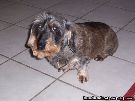 Rauhhaardackel (Zwergdackel) Hunde Foto 19813 in höherer Auflösung ansehen Rauhhaardackel (Zwergdackel) die blöde Kamera!!!
