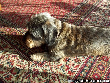 Rauhhaardackel (Zwergdackel) Hunde Foto 19806 in höherer Auflösung ansehen Rauhhaardackel (Zwergdackel) Mein Max