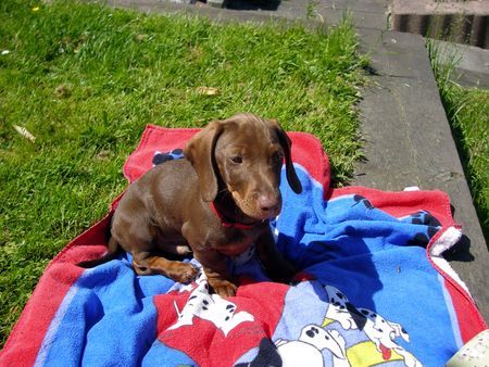 Rauhhaardackel (Zwergdackel) Hunde Foto 32711 in höherer Auflösung ansehen Rauhhaardackel (Zwergdackel) Maron 12 Wochen