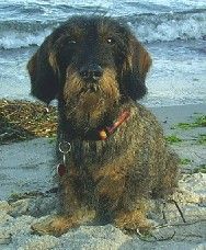 Rauhhaardackel (Zwergdackel) Hunde Foto 36589 in höherer Auflösung ansehen Rauhhaardackel (Zwergdackel) Ich bin der neue Rettungsschwimmer von Dahme :-)