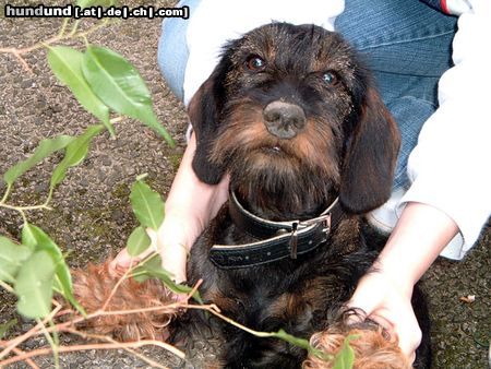 Rauhhaardackel (Zwergdackel) Hunde Foto 11678 Rauhhaardackel (Zwergdackel) Axel von Hitteshusen