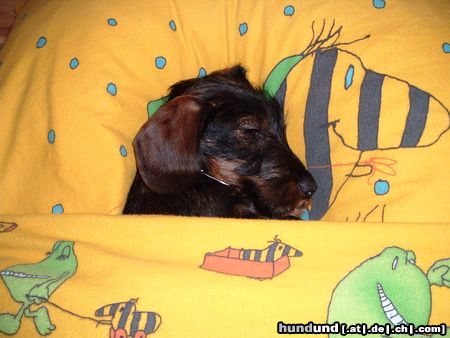 Rauhhaardackel (Zwergdackel) Hunde Foto 11676 Rauhhaardackel (Zwergdackel)