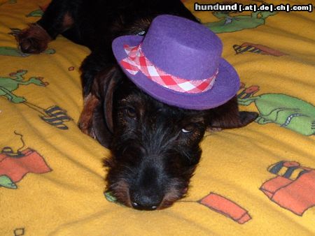 Rauhhaardackel (Zwergdackel) Hunde Foto 11677 Rauhhaardackel (Zwergdackel)