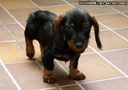 Rauhhaardackel (Zwergdackel) Hunde Foto 22112 in höherer Auflösung ansehen Rauhhaardackel (Zwergdackel) Hektor 10 Wochen
