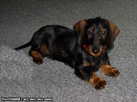 Rauhhaardackel (Zwergdackel) Hunde Foto 24117 Rauhhaardackel (Zwergdackel) Hektor 5 Monate