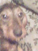 Rauhhaardackel (Zwergdackel) Hunde Foto 10460 Rauhhaardackel (Zwergdackel) Babette is sie eine Fette
