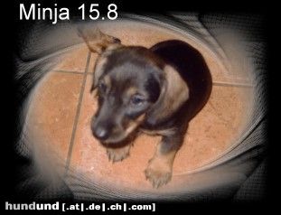 Rauhhaardackel (Zwergdackel) Hunde Foto 24550 Rauhhaardackel (Zwergdackel) Minja