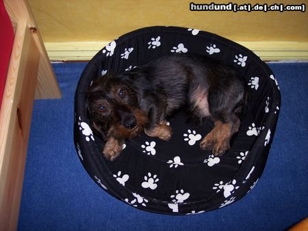 Rauhhaardackel (Zwergdackel) Hunde Foto 17296 in höherer Auflösung ansehen Rauhhaardackel (Zwergdackel) Axel nach seinem Mittagsschläfchen