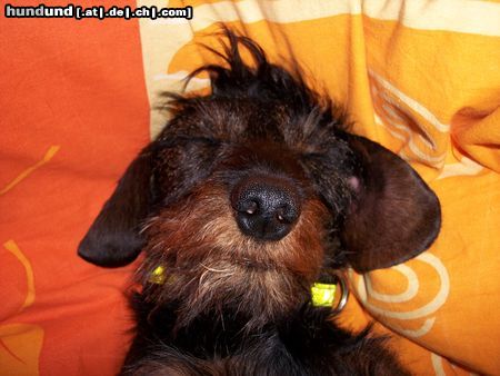 Rauhhaardackel (Zwergdackel) Hunde Foto 17297 in höherer Auflösung ansehen Rauhhaardackel (Zwergdackel)