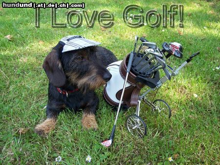 Rauhhaardackel (Zwergdackel) Hunde Foto 21868 in höherer Auflösung ansehen Rauhhaardackel (Zwergdackel) Aki, nach 18 Loch Golf!