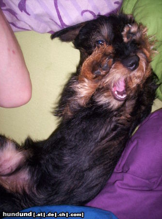 Rauhhaardackel (Zwergdackel) Hunde Foto 45107 in höherer Auflösung ansehen Rauhhaardackel (Zwergdackel) Maggie unsere Süsse