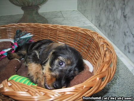 Rauhhaardackel (Zwergdackel) Hunde Foto 6739 Rauhhaardackel (Zwergdackel) Lucie im alter von 8 Wochen
