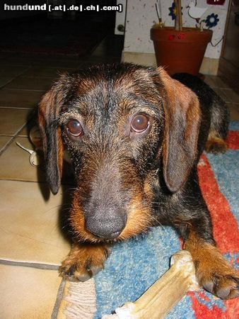 Rauhhaardackel (Zwergdackel) Hunde Foto 16655 in höherer Auflösung ansehen Rauhhaardackel (Zwergdackel) Finger weg von meinem Knochen
