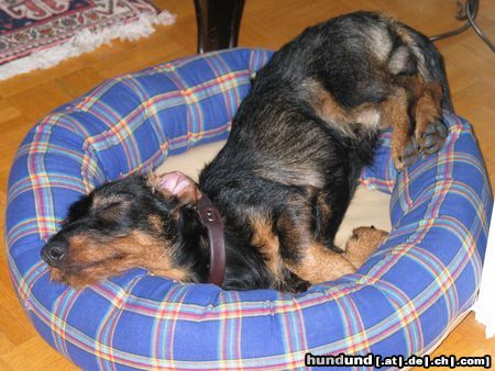 Rauhhaardackel (Zwergdackel) Hunde Foto 7558 Rauhhaardackel (Zwergdackel) EDI