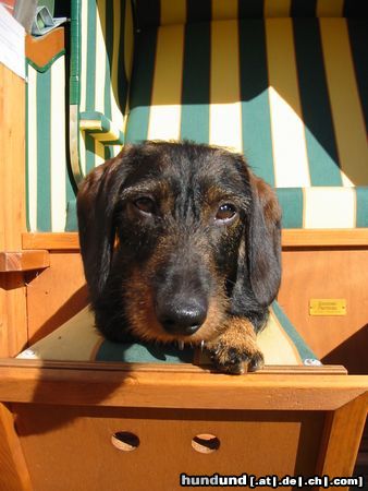 Rauhhaardackel (Zwergdackel) Hunde Foto 22849 in höherer Auflösung ansehen Rauhhaardackel (Zwergdackel) Im Strandkorb ists gemütlich!